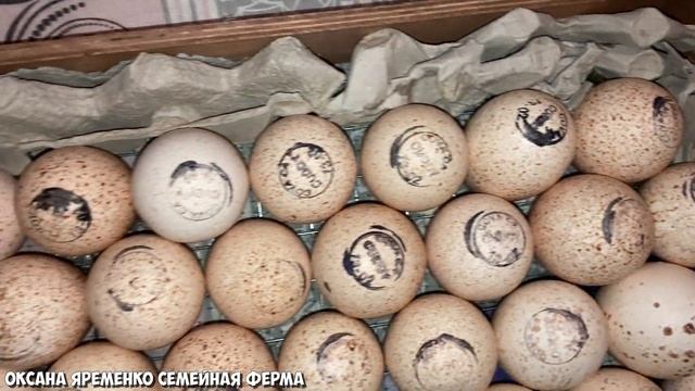 Инкубационное яйцо хайбрид конвертер / Новая закладка / Канада смотреть онлайн