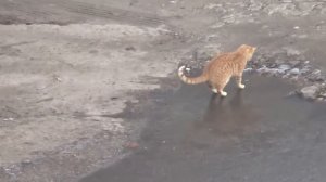 Котенок на льду