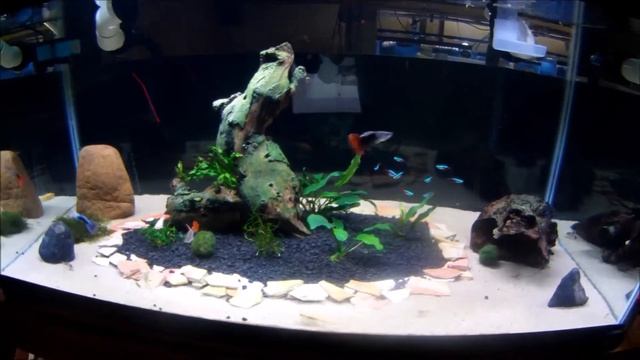 Update On 40 gal Breeder Aquarium And Cherry Shrimp Project смотреть онлайн
