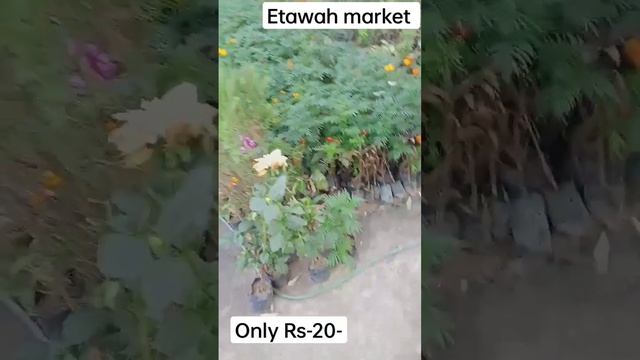 etawah market parchase flowers 🌹💐 only RS.20- #short смотреть онлайн