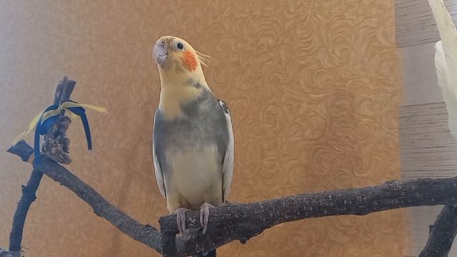 New The Best 5 Cockatiel Training Songs Ever For Cockatiel Singing! Parrot Trainig 🦜