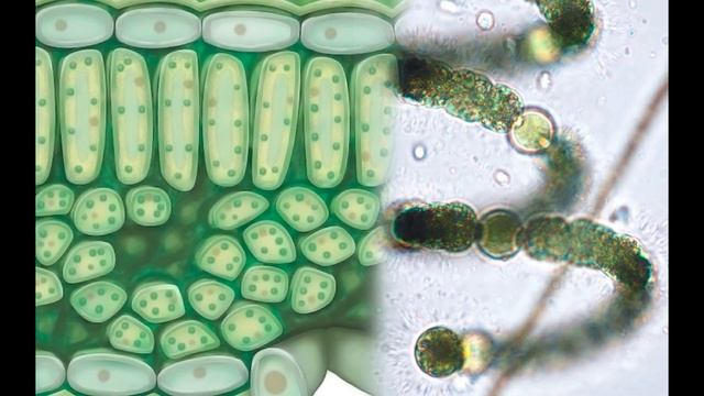 Звуки ХЛОРОПЛАСТА. Cloroplast from a break in algae смотреть онлайн