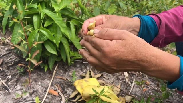 Амазонский огород. Хозяйство местных жителей. смотреть онлайн