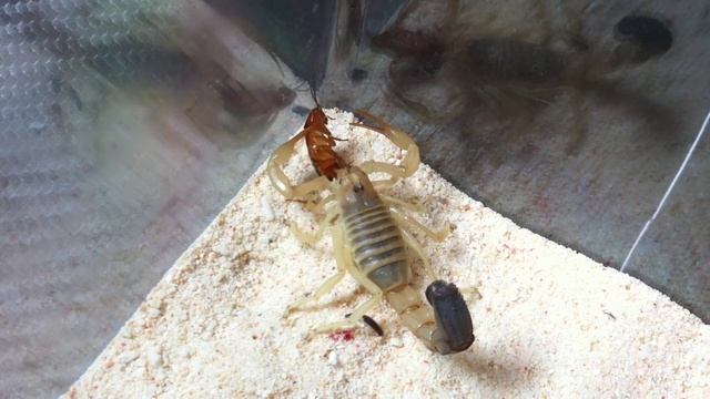 Androctonus Australis (Yellow Fat tail Scorpion) Vid 2 смотреть онлайн