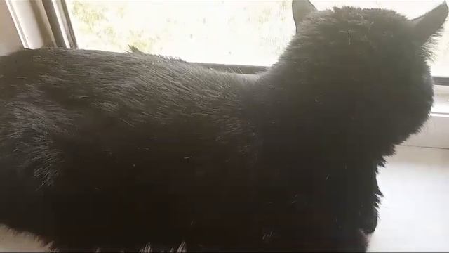 КОТЯРЫЧ ЖЕЛАЕТ ВСЕМ ДОБРОГО УТРА смотреть онлайн