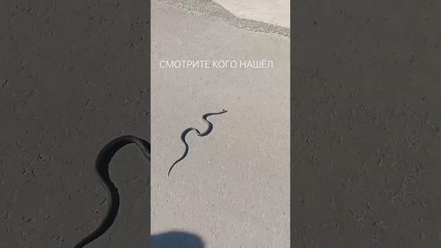 В ТУЛЬСКОЙ ОБЛАСТИ ТОЖЕ ЕСТЬ ЗМЕИ смотреть онлайн