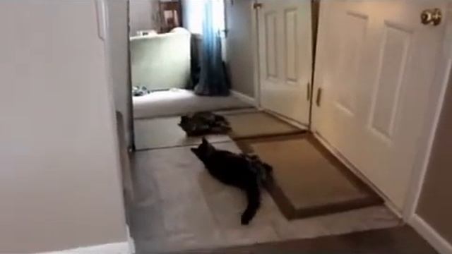 Прикол с котом и зерколом смотреть онлайн