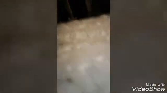 VLOG: Хаски-центр Аквилон! смотреть онлайн