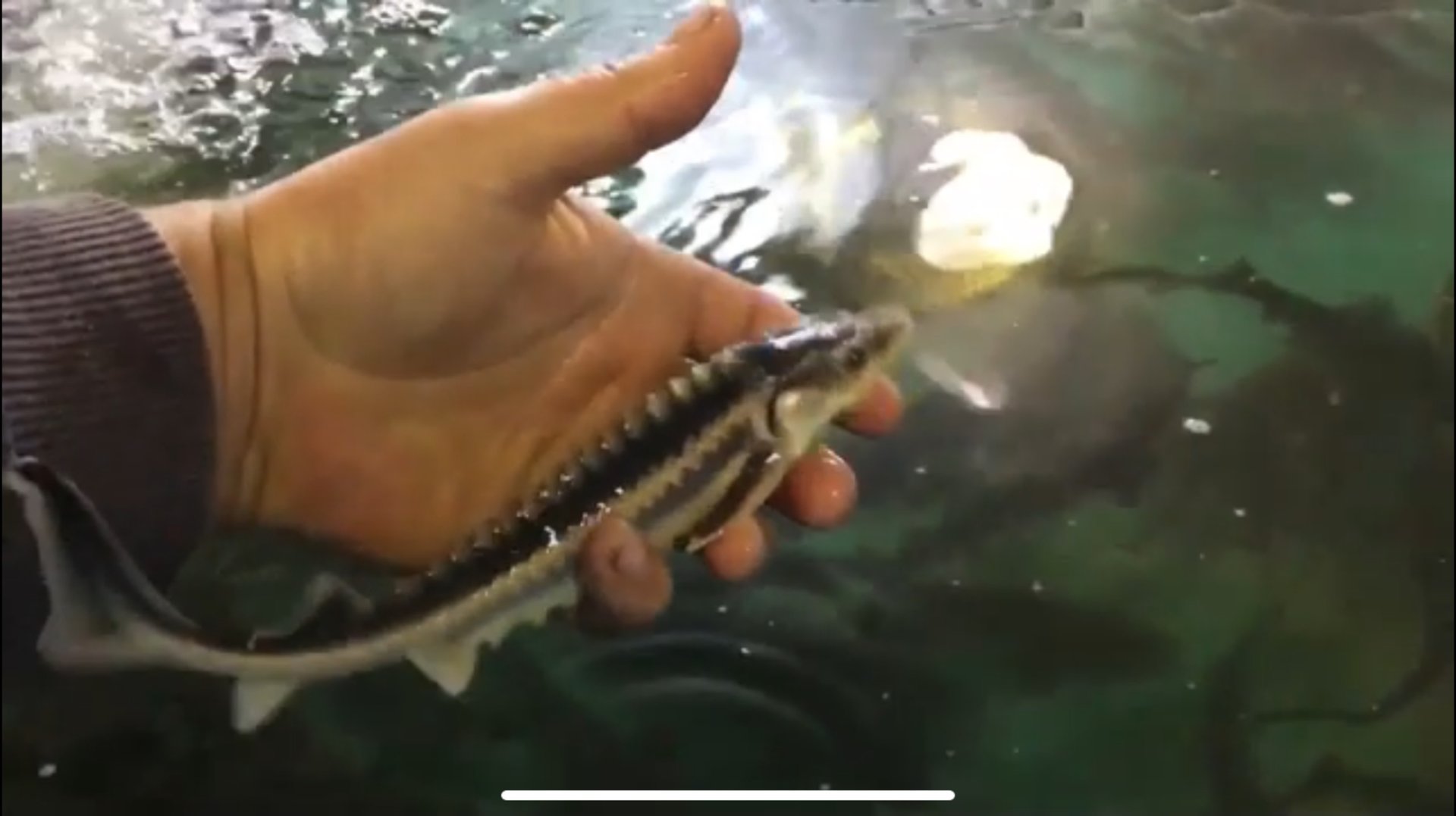 Отлов Стерляди/ Обзор оборудования Осетровой фермы -Озонатор, Вентиляция, Отопление/ Взвешивание. смотреть онлайн