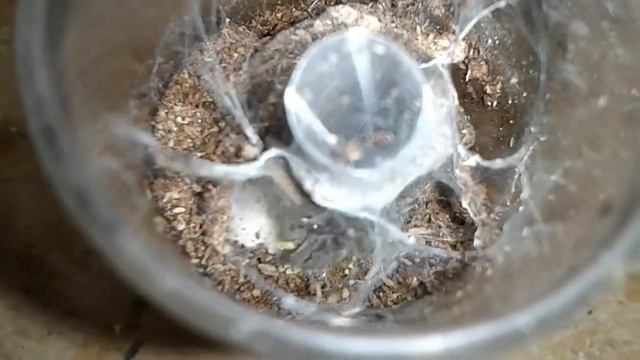 karmienie heteroscodra maculata L1 смотреть онлайн