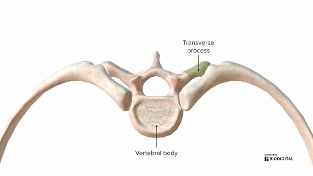 Thoracic Anatomy: Complete Guide to Skeleton, Sternum & Ribs | Lecturio Medical смотреть онлайн