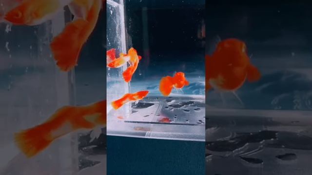 my guppy short video* смотреть онлайн