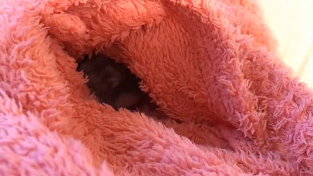 Хомячок в кармане / Gadget the Hamster in the Pocket смотреть онлайн