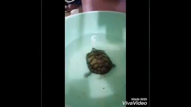 Ржач! Черепаха танцует в воде смотреть онлайн