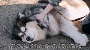 Как собаки видят наш мир