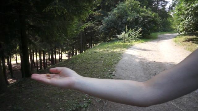 Синицы в Пушкине (Екатерининский сад) смотреть онлайн