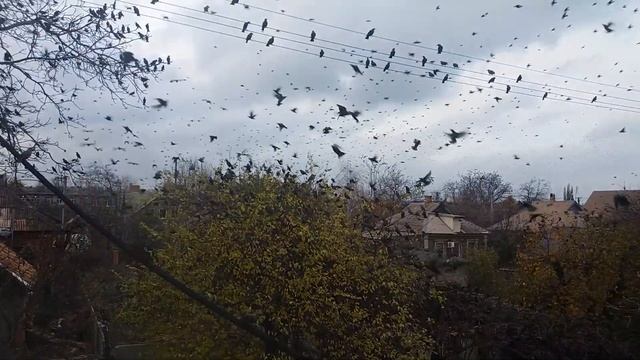Невероятно большая стая птиц смотреть онлайн