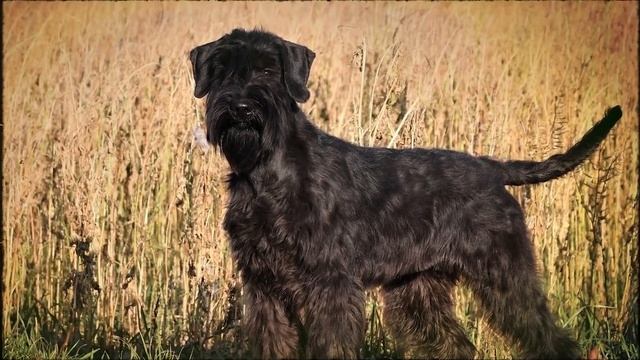 THE 10 MOST DOMINANT DOG BREEDS смотреть онлайн