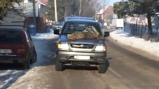 LOVAC NA VUKOVE - Mehov 36 ti vuk смотреть онлайн