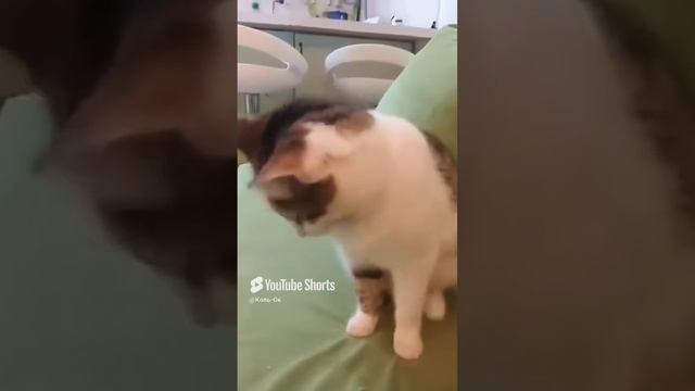 КОЛЬ-ОК (29) смотреть онлайн