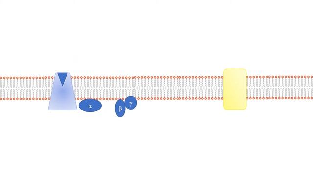 G Protein Coupled Receptor Mechanism смотреть онлайн
