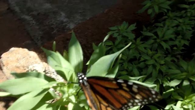 Mariposa Monarca смотреть онлайн