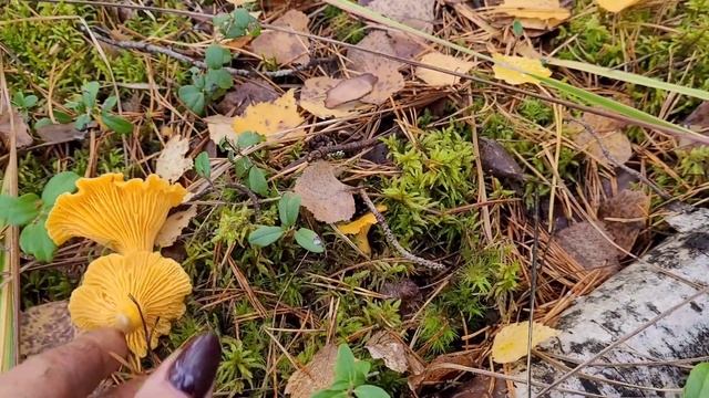 Грибы!!!И эхо войны