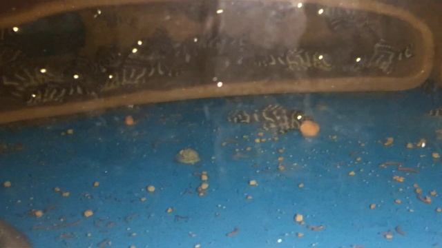 L340 fry grow out смотреть онлайн