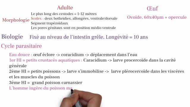 LES CESTODES - Diphyllobothrium latum смотреть онлайн