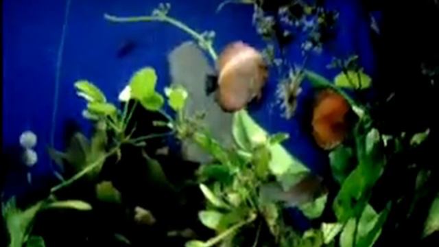 My Planted 600 gal Discus Community Tank 2 смотреть онлайн