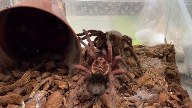 Pamphobeteus Platyomma Breeding!