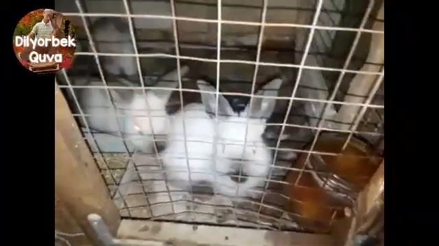 Quyon Boqish 8. Қуёнчаларни онадан ажратиш