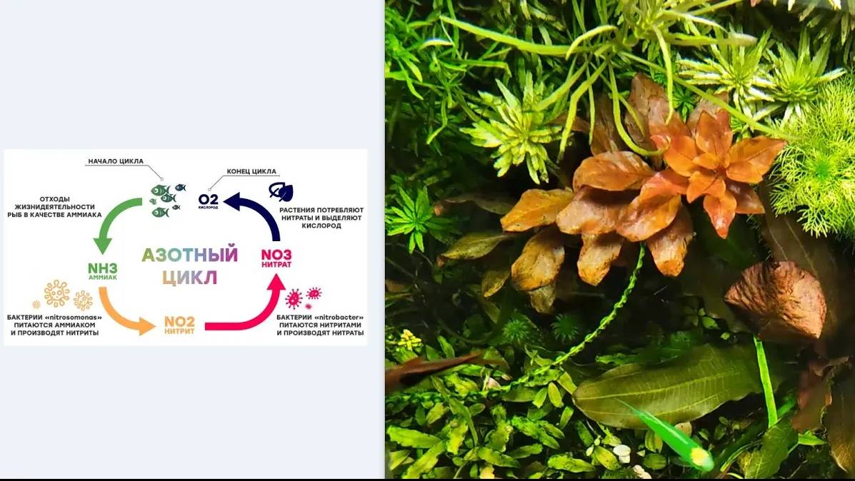Азотный цикл, #БИО баланс, #бактерии в аквариуме. Теория, практика применения и личный опыт. смотреть онлайн