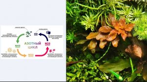 Азотный цикл, #БИО баланс, #бактерии в аквариуме. Теория, практика применения и личный опыт.