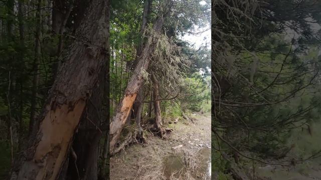 Таежная Река ТАЙГА #camping #survival #bushcraft #outdoors #выживание #дмитрийяков #тайга #лес