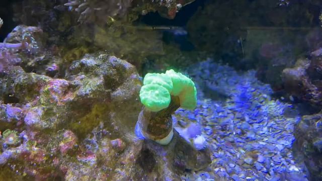 Neon Green Candy Came frag feeding смотреть онлайн