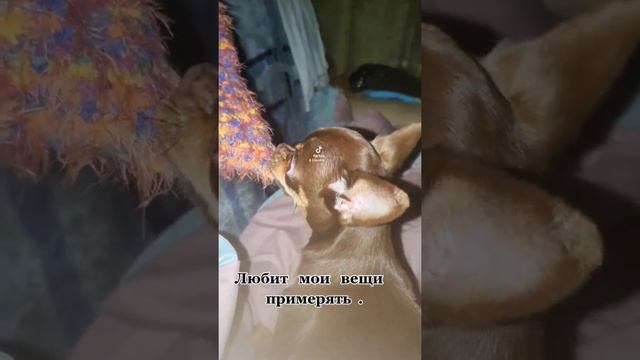 маленькие собаки. чихуа. чихуахуа. смотреть онлайн