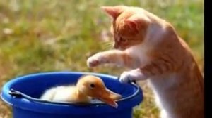 Рыжий кот.детская песенка