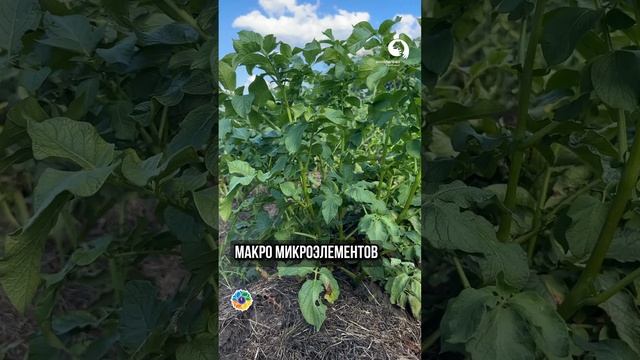 Самые эффективные удобрения смотреть онлайн