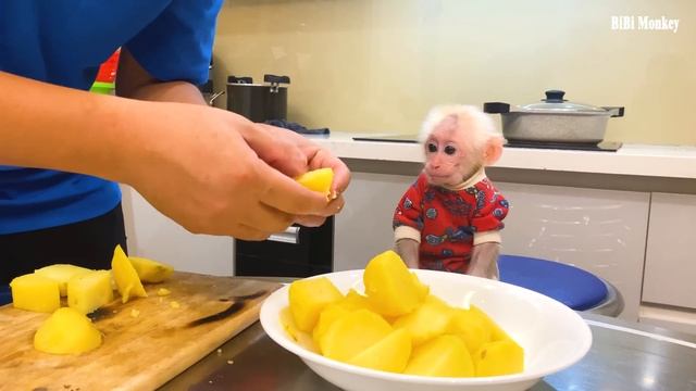 Chef Bibi Monkey Cooks Steak Breakfast! 8 Months Old Bibi Can Hold A Fork