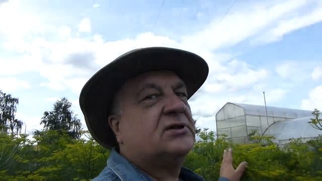 Что будет, если за укропом ухаживать...