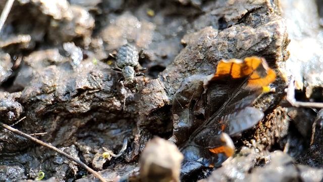 Жужелица - Тинник прибрежный. Жук - гроза болот смотреть онлайн