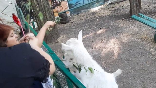 Я нашла своего козла 🐐 Прогулка на страусиную ферму смотреть онлайн