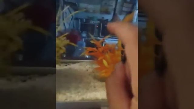 Je vous montre mon poisson rouge❤️❤️👏👏😊😊 смотреть онлайн