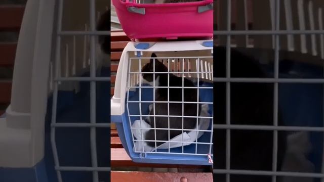 Это все со дня сдачи анализов Симы и Мышки. смотреть онлайн