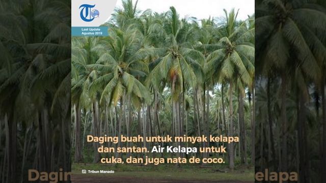 Tanaman Kelapa, Tanaman yang Seluruh Bagiannya Dapat Dimanfaatkan dalam Kehidupan Sehari-hari смотреть онлайн