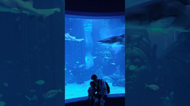 акулы в океанариуме Бангкока Таиланд смотреть онлайн