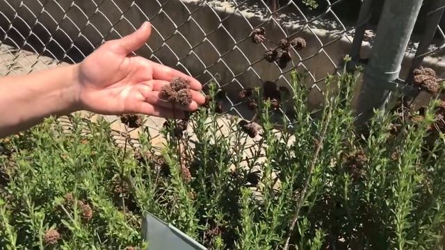 Mystery School Garden #2 - Los Altos School District Living Classroom Mystery School Garden Series