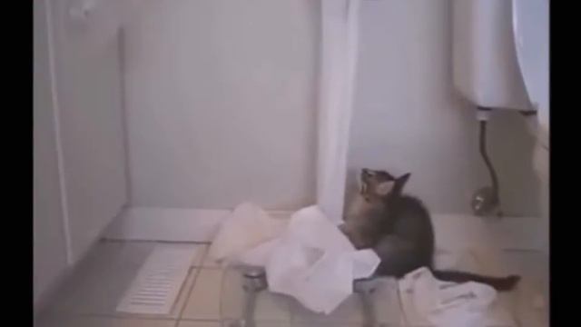 Подборка приколов с котами Часть 4. Смешные кошки и коты. смотреть онлайн