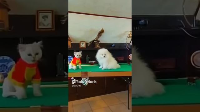 КОЛЬ-ОК (13) смотреть онлайн